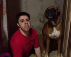 Man Imitates His Boxer’s EVERY Move. The Dog’s Reaction is PRICELESS.