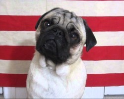 Patton Pug Max Does His Best George C Scott