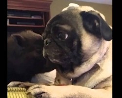 Pug Meets Mini Pig. How They Reacted When They First Saw Each Other Is PRICELESS.