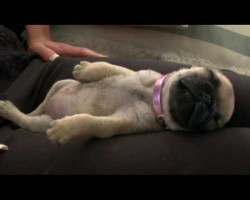 Pug Puppy Dozes Off To Sleep Only To Let Out A Mighty Fart