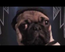 Pug Reveals His Daily Struggles With A Nasty Habit In This Hilarious Lady Gaga Parody, “My Paws”