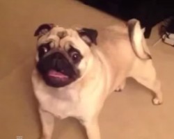 Pug Throws Temper Tantrum To Protest Bedtime