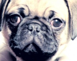 Adorable Pug Shows The World How Much Of A “Little Monster” He Really Is