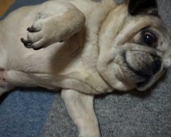 This Pug Really, REALLY Hates Cutting Nails