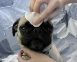 [VIDEO] How To Easily And Effectively Clean Your Pug’s Wrinkles