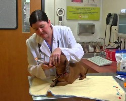 [VIDEO] The Importance of Pet Dental Care and Why Ignoring It Can Lead To SERIOUS Problems