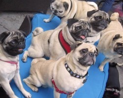 When They Threw A Dinner Party To Raise Money For Pugs In Need, They Never Expected THIS…
