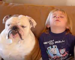 Bulldog and Little Boy Falling Asleep Is The Funniest Thing Ever