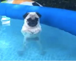 This Little Pug Is Just Too Cute! Watch His Silly New Way To Swim In The Pool