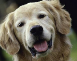 2015 Most Popular Dog Names and Breeds