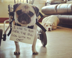 10 Photos That Prove Pug Shaming Is The Best Kind Of Dog Shaming