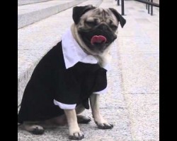 Doug the Pug starring in Law and Order PUG Will Make Your Day