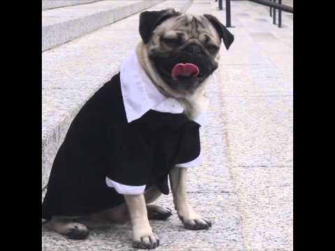 Doug the Pug starring in Law and Order PUG Will Make Your Day