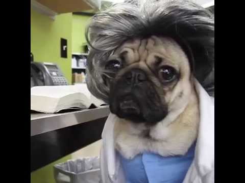 Doug The Pug Stars In Pug’s Anatomy! Too Darn Adorable!!