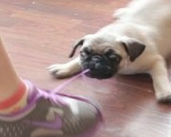 This Epic Battle Between Pug Puppy And Shoe Is Too Cute For Words