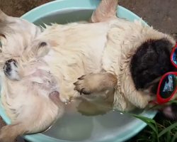 This Pug Snoring It Up In The Sun Is Way Too Cool