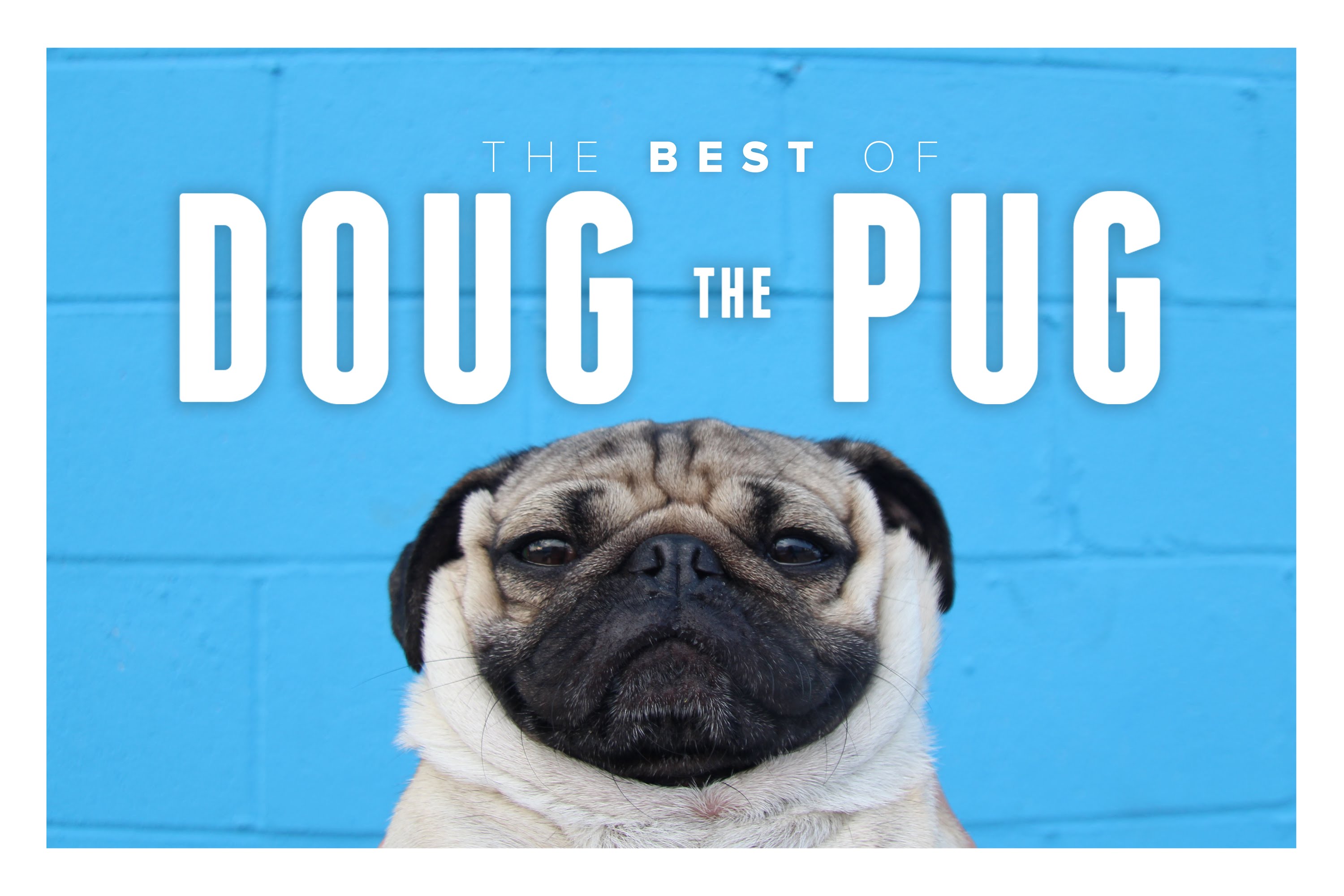 The Best Of Doug The Pug It s Awesome PawBuzz