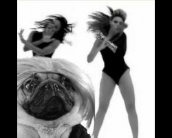 This Pug Is The New Beyonce. And It’s Awesome!