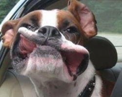 21 Reasons Why Boxers Make The Most Outrageously Hilarious Pets