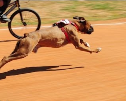 The Race Is On!! Boxer Dog vs Human BMX Race