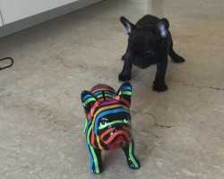 French Bulldog Confused by “Fake” Dog