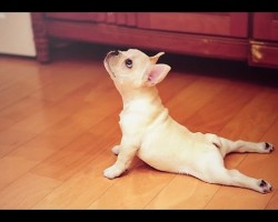 French Bulldogs Doing Tricks. The Cutest Video Ever!