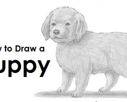 How to Draw a Puppy!