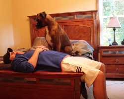 Whenever dad grabs his “walking” shoes… this Boxer does THIS, and it’s HILARIOUS!