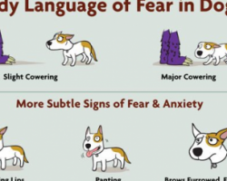 (INFOGRAPHIC) The Body Language of Fear in Dogs