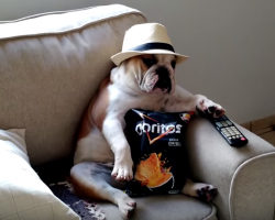 English Bulldog Watching The Walking Dead Like a Boss Is Too Cute!