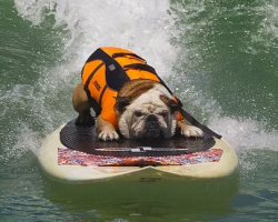 Tillman the Surfing Bulldog Rides the Wave Like a Boss! He’s AWESOME!