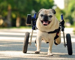 Wheelchair Doesn’t Sideline Florida Pug. This Dog Will Brighten Your Day!