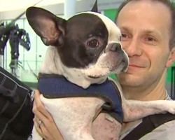 Air Canada Pilot Diverts Plane To Save Dog’s Life