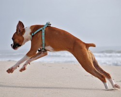 5 Easy Steps To Catching A Boxer Dog