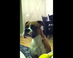 Boxer Talks To Mom, Gets Annoyed That She Doesn’t Get What He’s Saying! Too Cute!