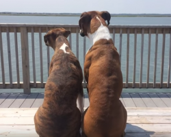 Two Boxers, “just sittin’ on the dock of the bay, wasting time.” Will Warm Your Heart!