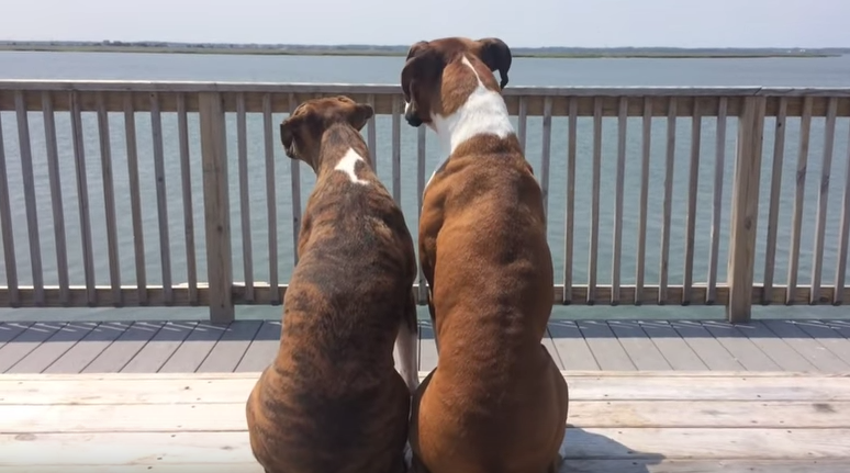 Two Boxers, "just sittin' on the dock of the bay, wasting