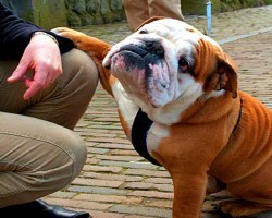 15 Signs You’re A Crazy Bulldog Person… and Damn Proud To Be!