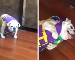 This Bulldog Loves Going On The Boat, But HATES Wearing Her Life Jacket