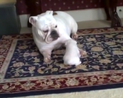 Bulldog Puppy Talks Back to Mommy! Cutest Tantrum Ever!