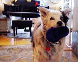 This SMARTEST Dog In The World Reveals Just How Sophisticated A Dog’s Mind Can Be