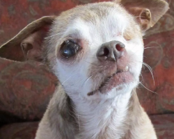 Chihuahua Wins Nation’s Top Title “American Hero Dog” At The 2015 American Humane Association Hero Dog Awards