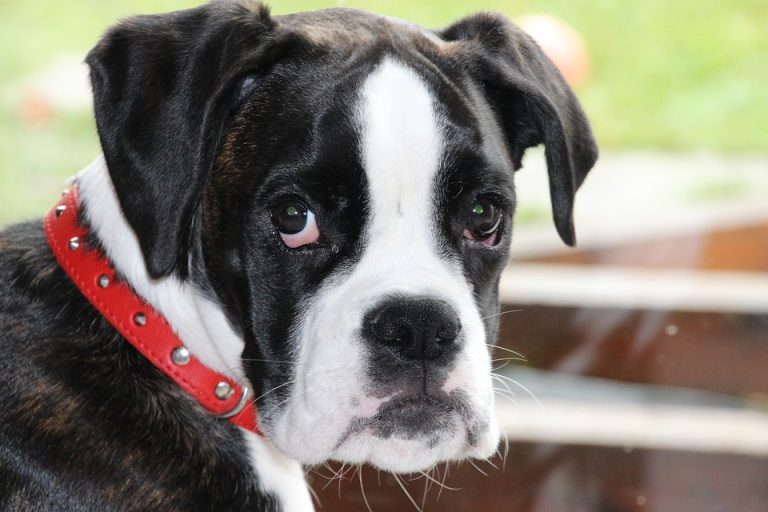 10 Reasons Why You Should NEVER Own A Boxer