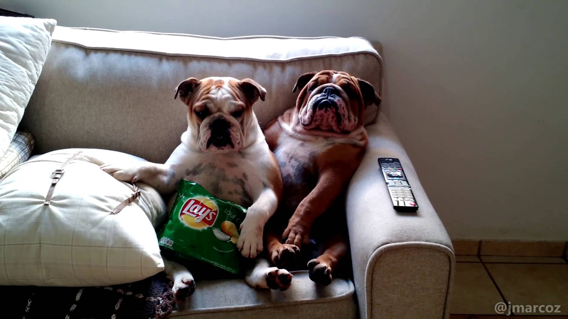 English Bulldogs Watch a Scary Movie. Their Expressions are So Cute and ...