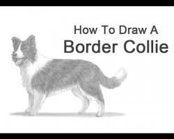 How to Draw a Border Collie!