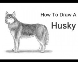 How to Draw a Husky!