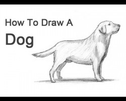 How to Draw a Dog (Labrador Retriever)!