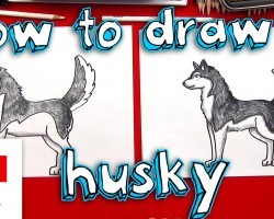 How To Draw A Husky!