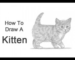 How to Draw a Kitten!