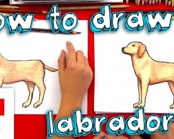 How To Draw A Labrador Retriever
